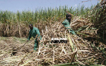 SUGAR MILL IN KISUMU COUNTY IN THE BRINK OF COLLAPSE