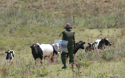 TENSION HIGH IN MIGORI COUNTY CATTLE RUSTLING