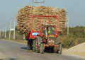 SUGARCANE FARMERS ASK FOR QUICKER CANE TRANSPORTATION
